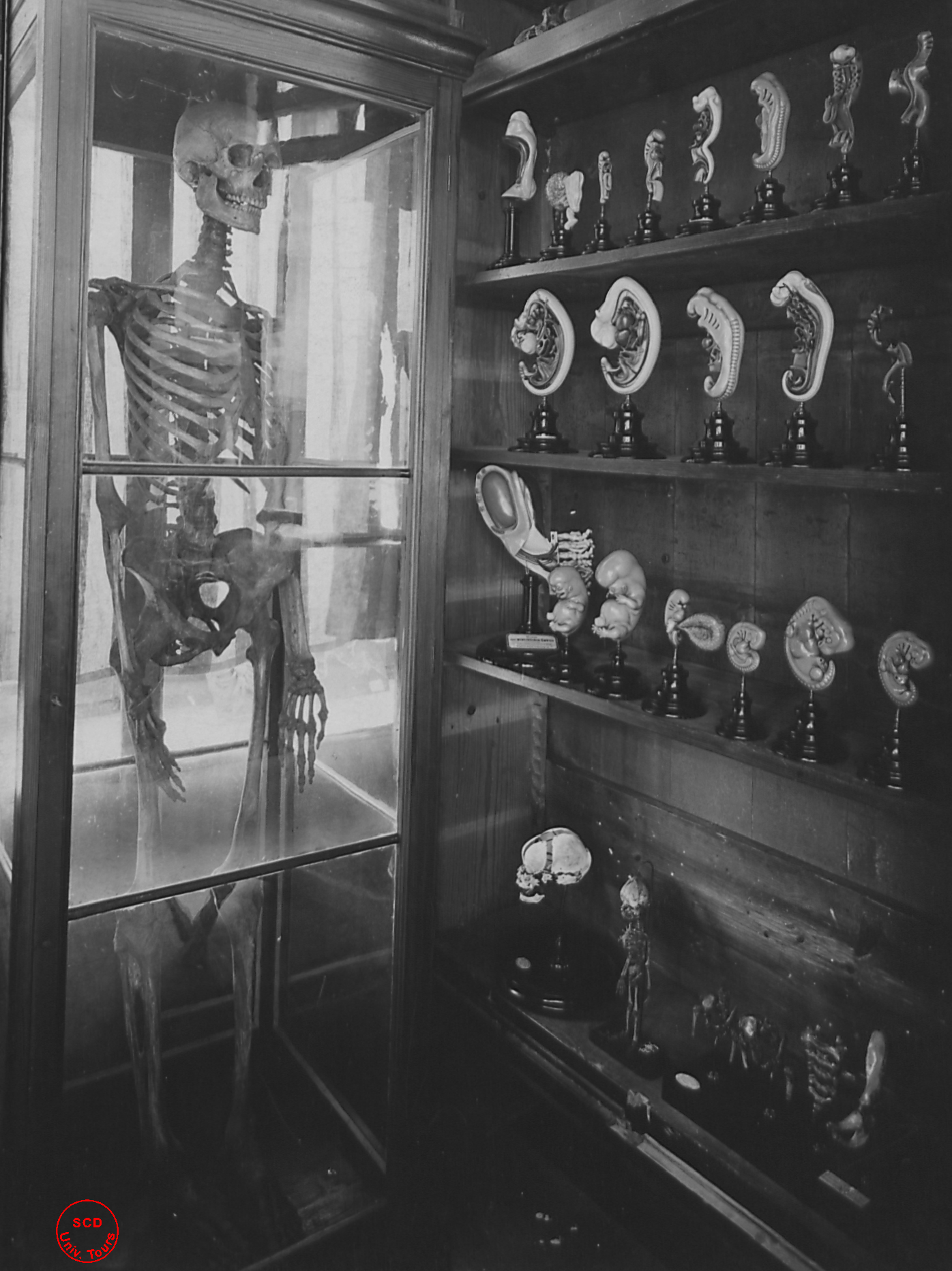 École de médecine, musée d'embryologie