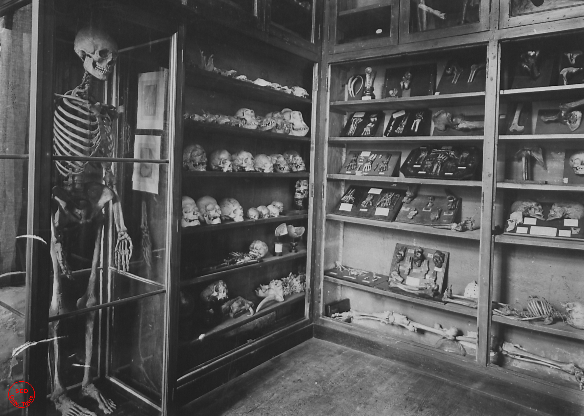 École de médecine, musée d'ostéologie 