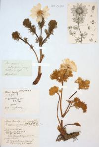 Herbier des Derouet