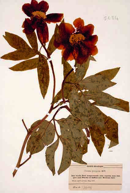 Herbier de Tourlet